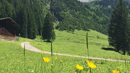 Natur pur im Gemsteltal | © Kleinwalsertal Tourismus eGen Bergsommer auf den Almen im Gemsteltal | © Kleinwalsertal Tourismus eGen