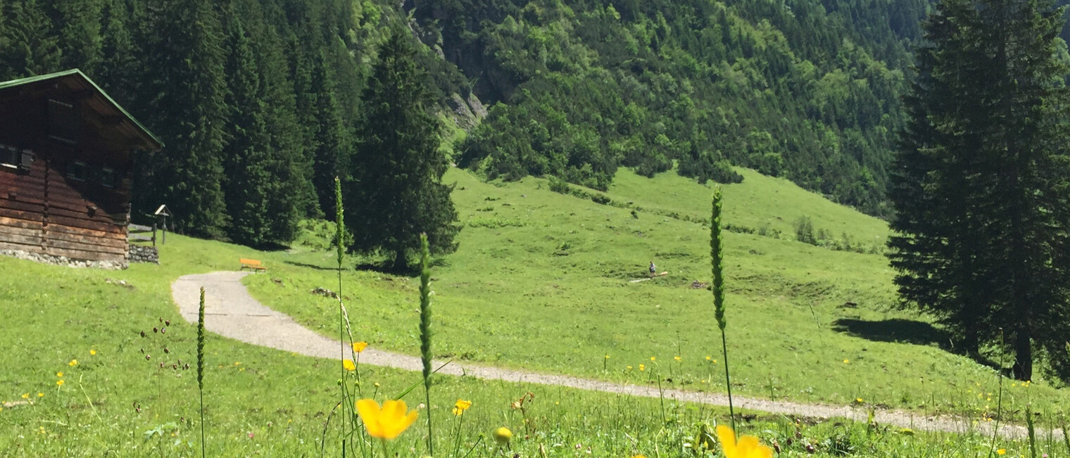 Natur pur im Gemsteltal | © Kleinwalsertal Tourismus eGen Bergsommer auf den Almen im Gemsteltal | © Kleinwalsertal Tourismus eGen
