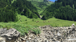 Zwischen Elfer und Zwölfer | © Kleinwalsertal Tourismus eGen Kühe auf der Alm Rundwanderweg Gemsteltal | © Kleinwalsertal Tourismus eGen
