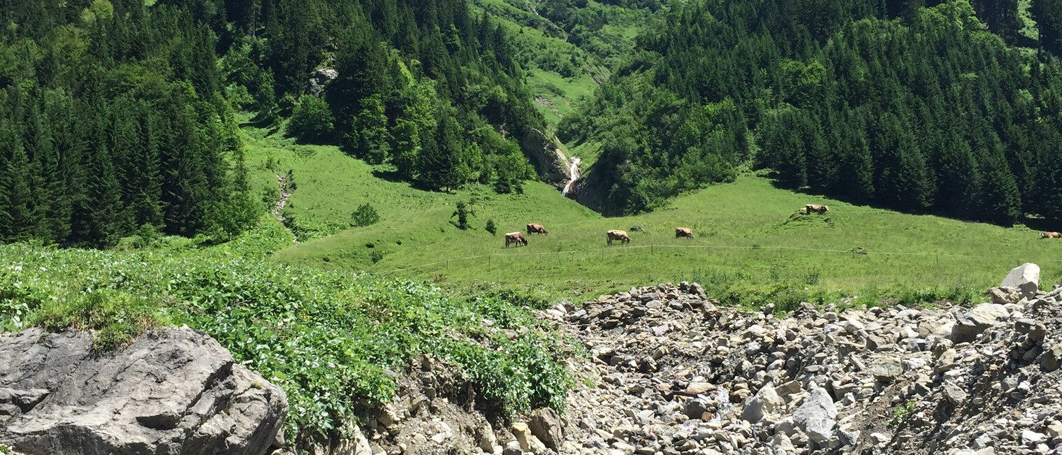 Zwischen Elfer und Zwölfer | © Kleinwalsertal Tourismus eGen Kühe auf der Alm Rundwanderweg Gemsteltal | © Kleinwalsertal Tourismus eGen