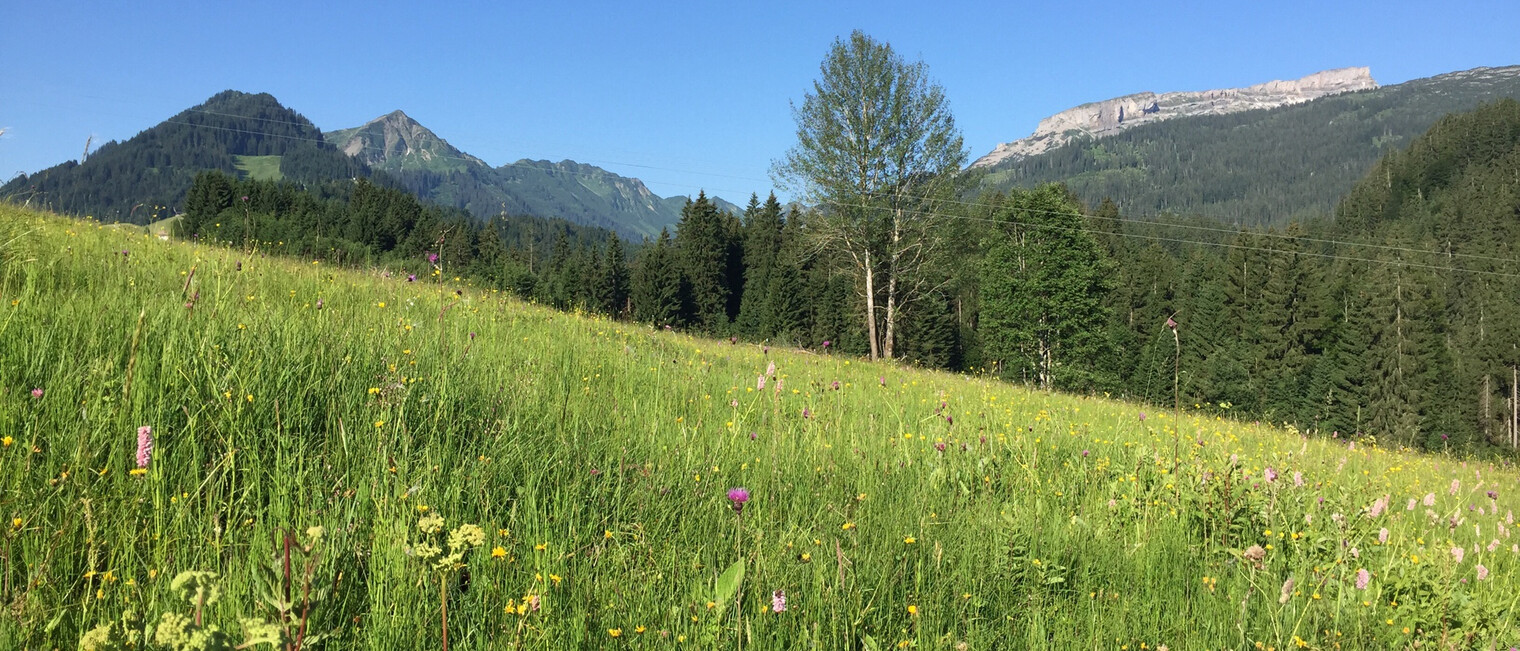 Blick auf den Ifen | © Kleinwalsertal Tourismus eGen