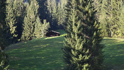 Alpenwald | © Kleinwalsertal Tourismus eGen Alpenwald | © Kleinwalsertal Tourismus eGen