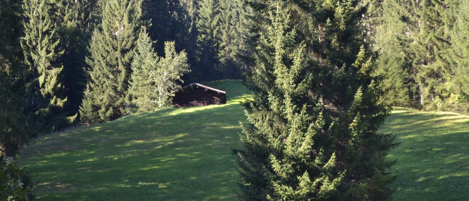 Alpenwald | © Kleinwalsertal Tourismus eGen Alpenwald | © Kleinwalsertal Tourismus eGen