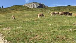Auf zum Hahnenköpfle! | © Kleinwalsertal Tourismus eGen