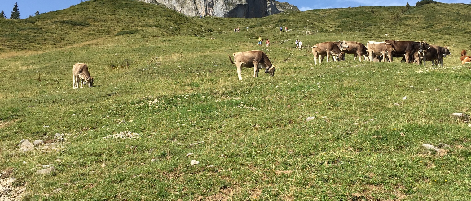 Auf zum Hahnenköpfle! | © Kleinwalsertal Tourismus eGen