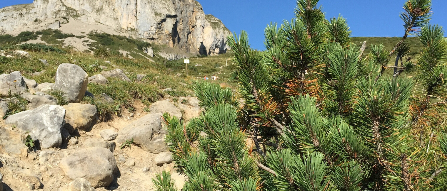 In Serpentinen zur Ifenmulde | © Kleinwalsertal Tourismus eGen
