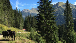 Bei der Duraalpe | © Kleinwalsertal Tourismus eGen