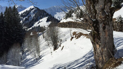 Auf dem Baader Höhenweg | © Kleinwalsertal Tourismus eGen