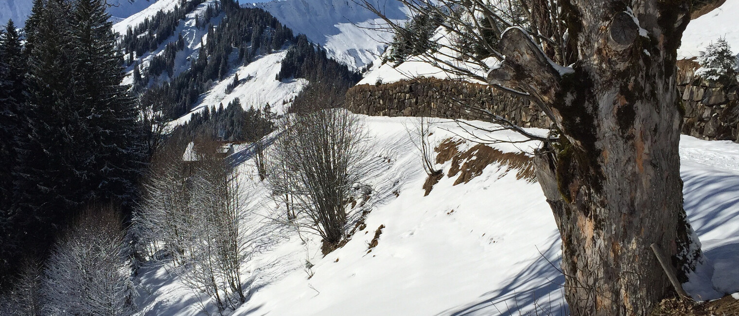 Auf dem Baader Höhenweg | © Kleinwalsertal Tourismus eGen