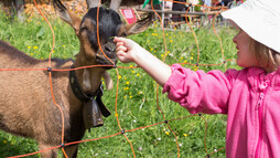 Tierische Begegnungen möglich | © Kleinwalsertal Tourismus eGen