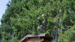 Fichte Innerwestegg | © Kleinwalsertal Tourismus eGen