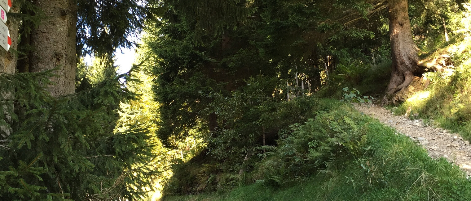 Abzweigung rechts zur Oberen Lüchlealpe | © Kleinwalsertal Tourismus eGen