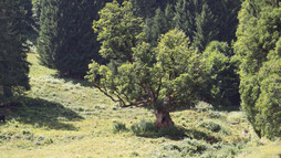 Bergahorn Außerwald | © Kleinwalsertal Tourismus eGen