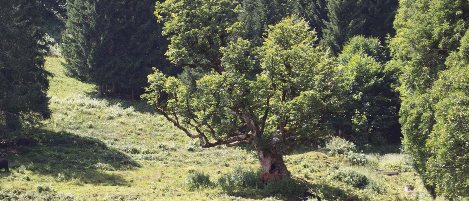 Bergahorn Außerwald | © Kleinwalsertal Tourismus eGen