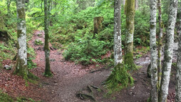 Wanderweg im Schwarzwassertal | © Kleinwalsertal Tourismus