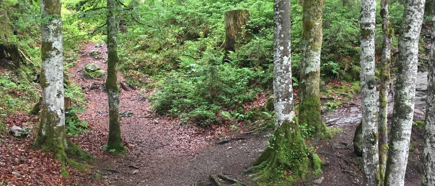 Wanderweg im Schwarzwassertal | © Kleinwalsertal Tourismus
