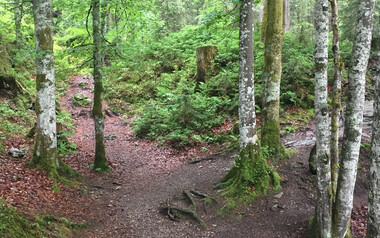 Wanderweg im Schwarzwassertal | © Kleinwalsertal Tourismus
