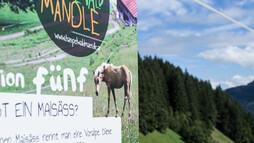 Station fünf des Haspelwaldwegs | © Kleinwalsertal Tourismus eGen