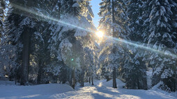 Winterwandern im Wäldele | © Kleinwalsertal Tourismus eGen