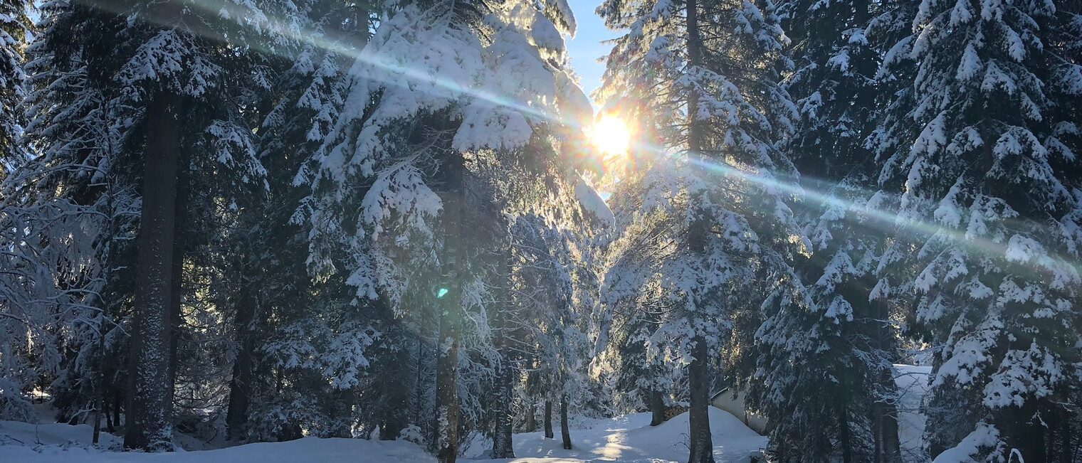 Winterwandern im Wäldele | © Kleinwalsertal Tourismus eGen
