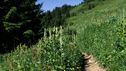 Wanderweg zur Ifenhütte | © Kleinwalsertal Tourismus eGen