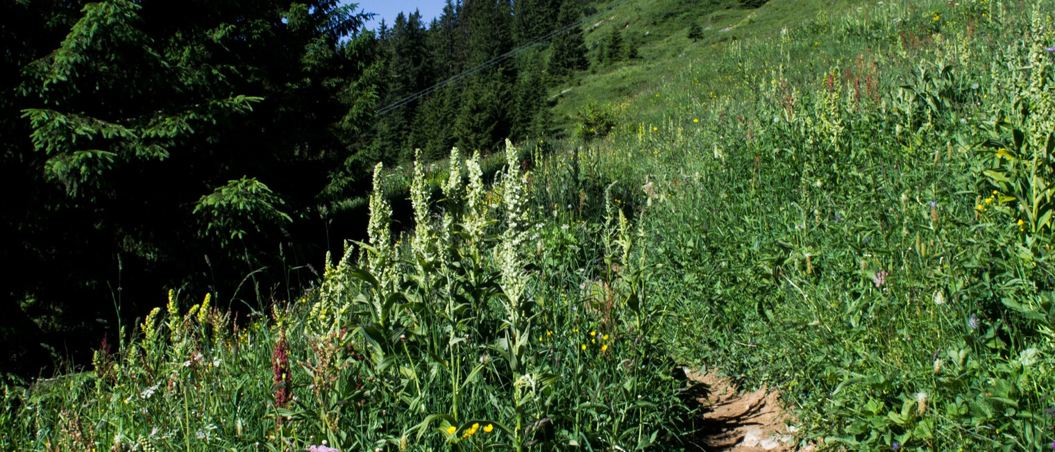 Wanderweg zur Ifenhütte | © Kleinwalsertal Tourismus eGen