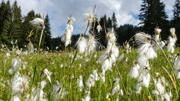 Hochmoor am Hörnlepass | © Kleinwalsertal Tourismus eGen