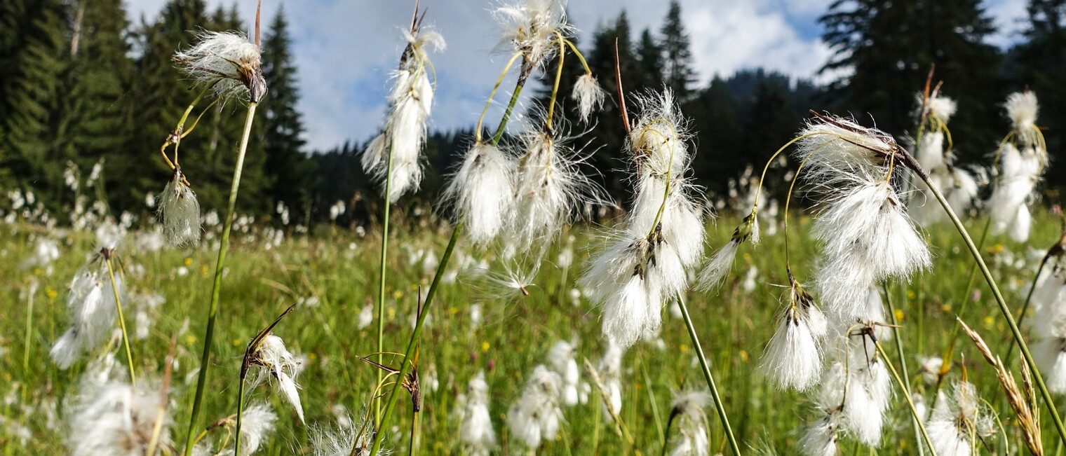 Hochmoor am Hörnlepass | © Kleinwalsertal Tourismus eGen