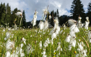 Hochmoor am Hörnlepass | © Kleinwalsertal Tourismus eGen