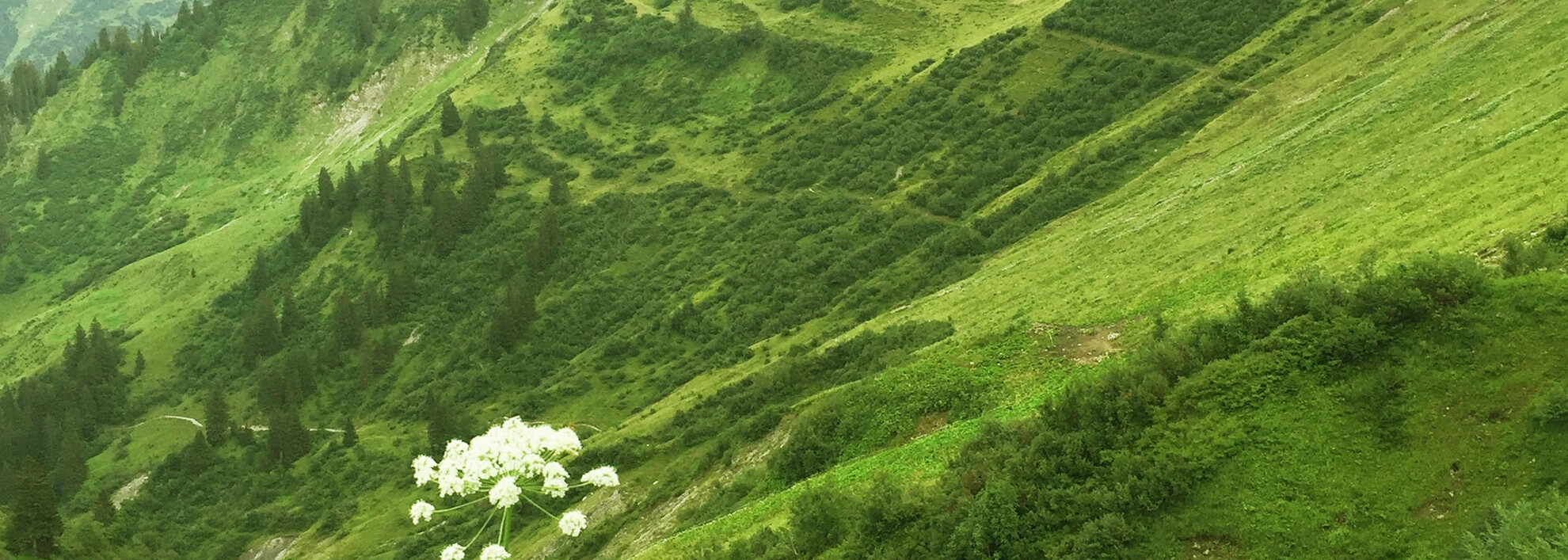 Blick zum Großen Widderstein | © Kleinwalsertal Tourismus eGen Blick zum Großen Widderstein | © Kleinwalsertal Tourismus eGen