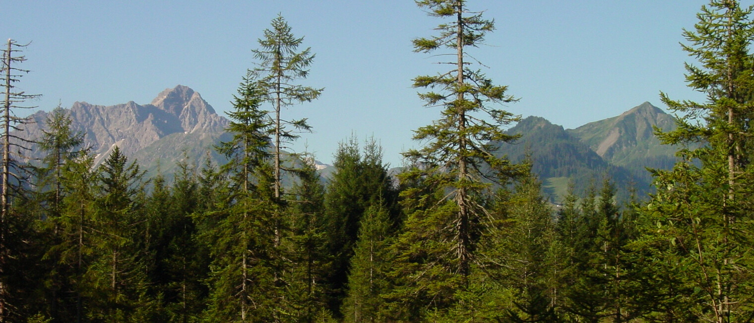 Straußberg | © Kleinwalsertal Tourismus eGen