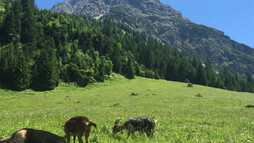 Gemsteltal im Sommer | © Kleinwalsertal Tourismus eGen Gemsteltal im Sommer | © Kleinwalsertal Tourismus eGen