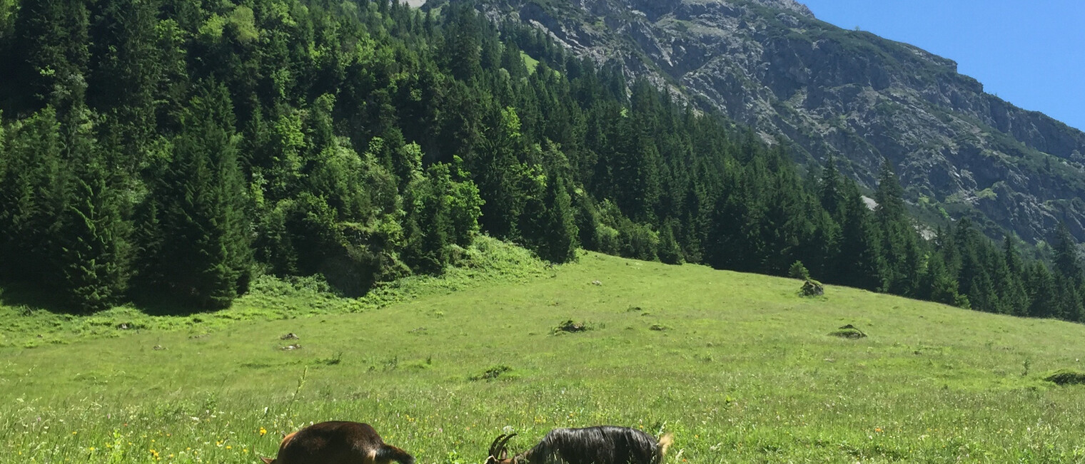 Gemsteltal im Sommer | © Kleinwalsertal Tourismus eGen Gemsteltal im Sommer | © Kleinwalsertal Tourismus eGen