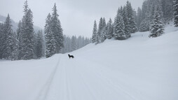 Winterwandern im Kleinwalsertal | © Kleinwalsertal Tourismus eGen | Fotograf: Antje Pabst Winterwandern im Kleinwalsertal | © Kleinwalsertal Tourismus eGen | Fotograf: Antje Pabst