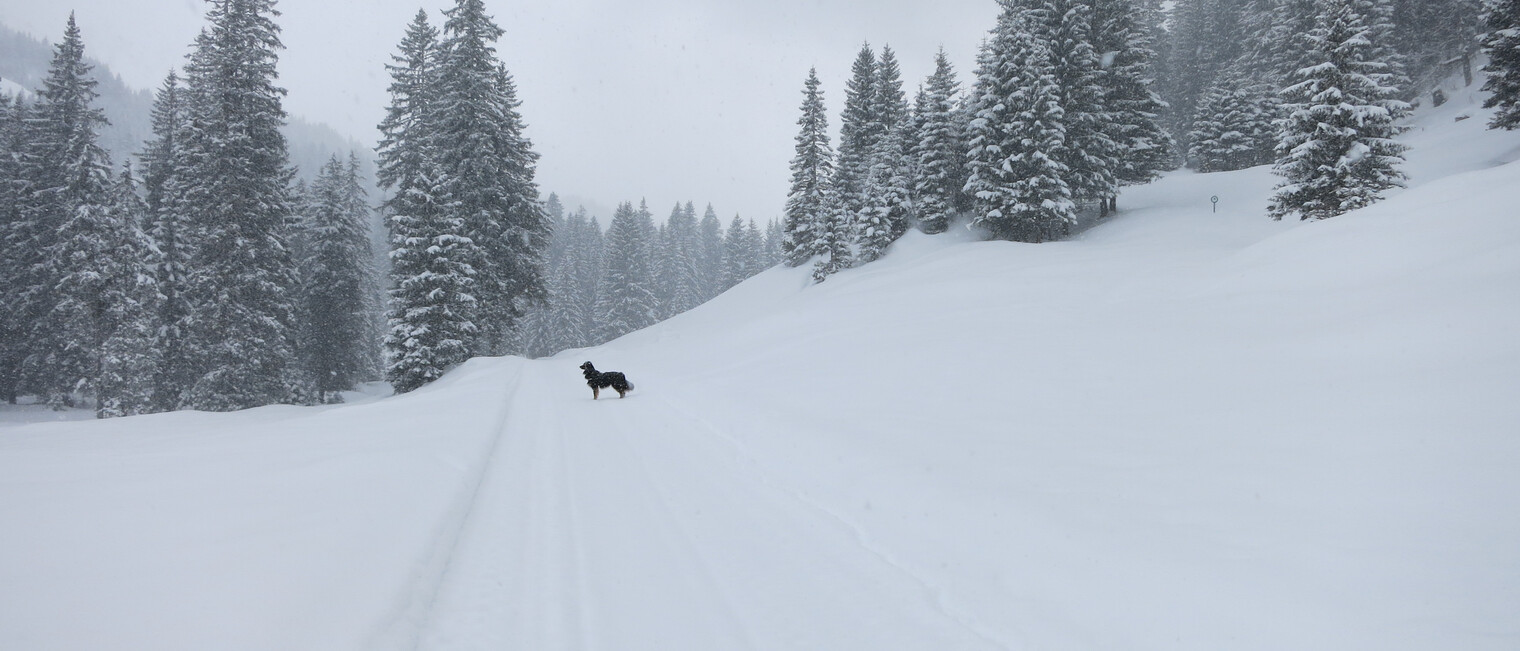Winterwandern im Kleinwalsertal | © Kleinwalsertal Tourismus eGen | Fotograf: Antje Pabst Winterwandern im Kleinwalsertal | © Kleinwalsertal Tourismus eGen | Fotograf: Antje Pabst