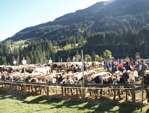 Stellplatz der Misswahl | © Kleinwalsertal Tourismus eGen