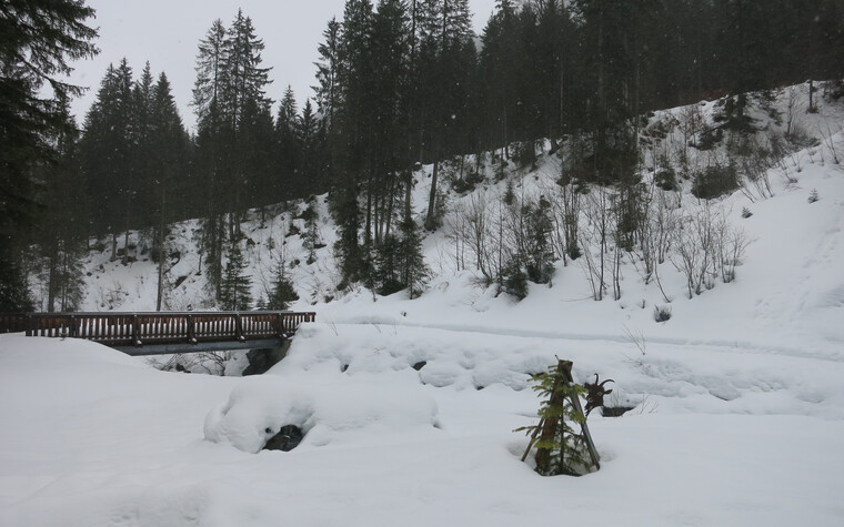 Ausblick bei der Genuss-Schneeschuhtour mit Herbert Edlingera | © Kleinwalsertal Tourismus eGen | Fotograf: Antje Pabst