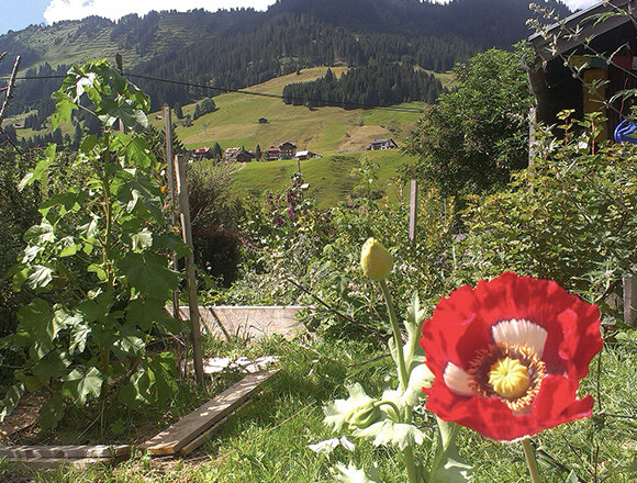 Detail im Garten | © Kleinwalsertal Tourismus eGen | Fotograf: Britta Maier