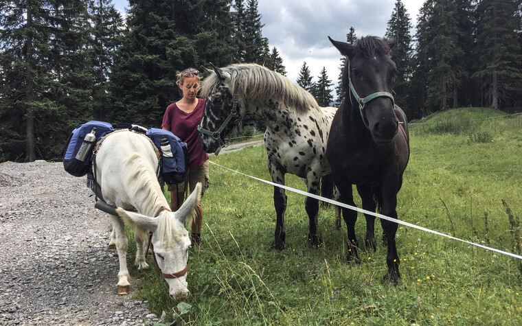 Begegnung mit Eseln und Pferden | © Kleinwalsertal Tourismus | Fotograf: Carolin Schratt