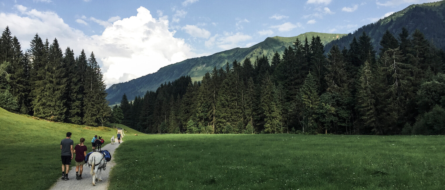 Eselwandern durch die Au/Wäldele | © Kleinwalsertal Tourismus | Fotograf: Carolin Schratt Eselwandern durch die Au/Wäldele | © Kleinwalsertal Tourismus | Fotograf: Carolin Schratt