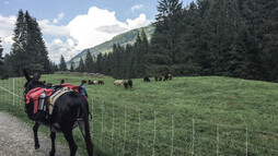 Schafe und Esel im Kleinwalsertal | © Kleinwalsertal Tourismus | Fotograf: Carolin Schratt Schafe und Esel im Kleinwalsertal | © Kleinwalsertal Tourismus | Fotograf: Carolin Schratt