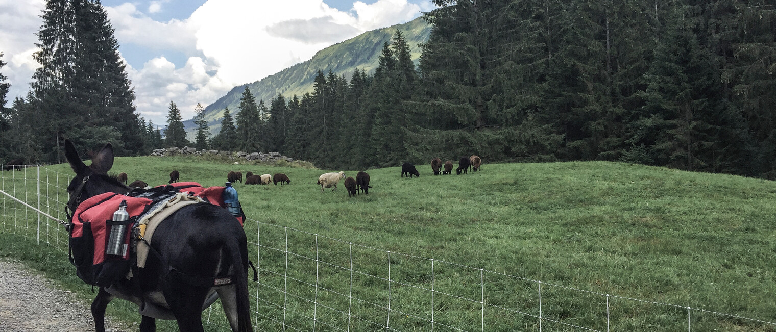 Schafe und Esel im Kleinwalsertal | © Kleinwalsertal Tourismus | Fotograf: Carolin Schratt Schafe und Esel im Kleinwalsertal | © Kleinwalsertal Tourismus | Fotograf: Carolin Schratt