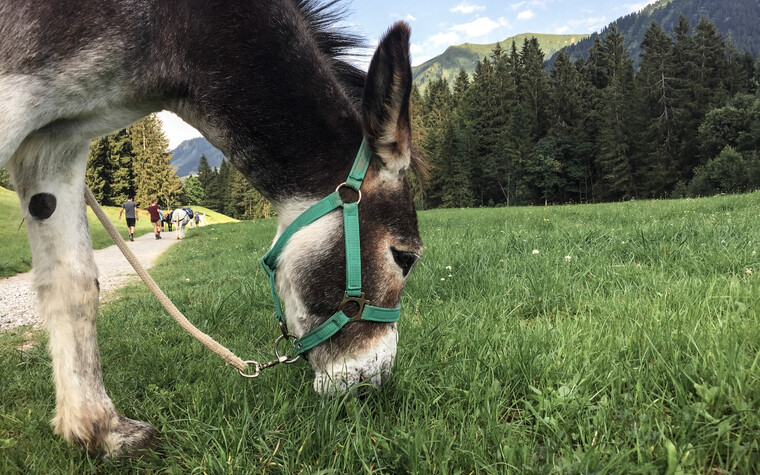 Eselwandern im Kleinwalsertal | © Kleinwalsertal Tourismus | Fotograf: Carolin Schratt