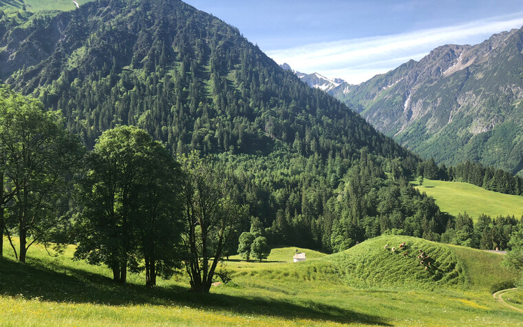 Frühlingswiese | © Kleinwalsertal Tourismus eGen | Fotograf: Louisa Hieke