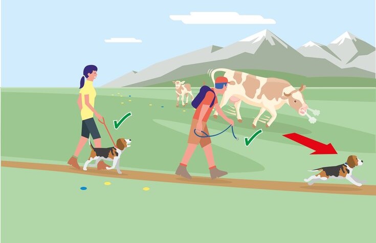 Sichere Almen - Regel 4 | © Bundesministerium für Nachhaltigkeit und Tourismus 