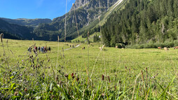 Wanderung durchs Gemsteltal | © Kleinwalsertal Tourismus Wanderung durchs Gemsteltal | © Kleinwalsertal Tourismus