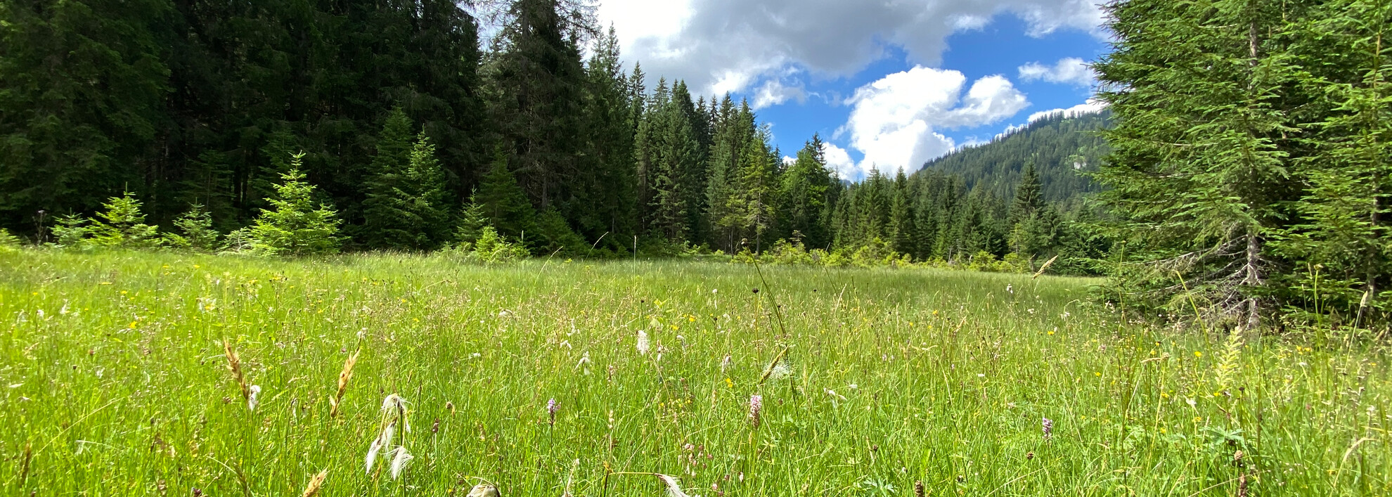 Moor im Kleinwalsertal | © Kleinwalsertal Tourismus Moor im Kleinwalsertal | © Kleinwalsertal Tourismus