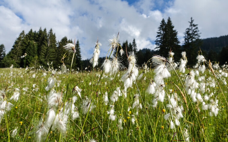 Blumen am Hörnlepass Moor | © Kleinwalsertal Tourismus