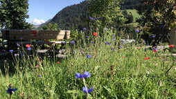 Blühgarten im September 2018 | © Kleinwalsertal Tourismus eGen | Fotograf: Louisa Hieke Blühgarten im September 2018 | © Kleinwalsertal Tourismus eGen | Fotograf: Louisa Hieke