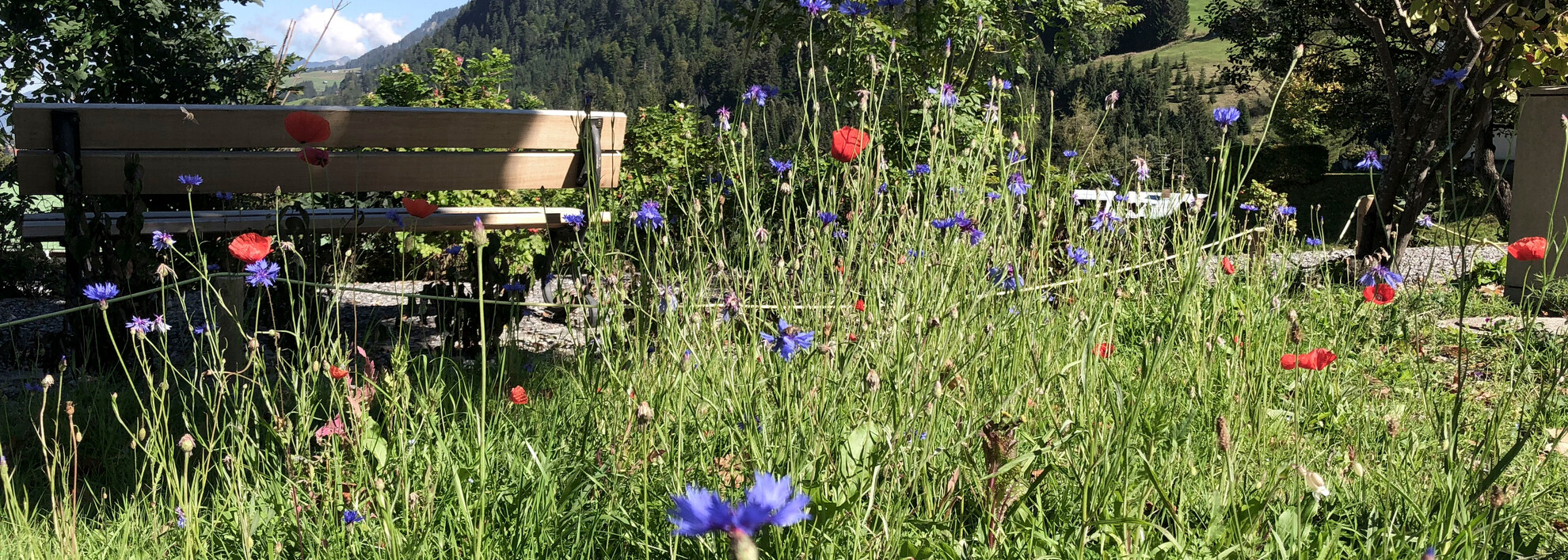 Blühgarten im September 2018 | © Kleinwalsertal Tourismus eGen | Fotograf: Louisa Hieke Blühgarten im September 2018 | © Kleinwalsertal Tourismus eGen | Fotograf: Louisa Hieke